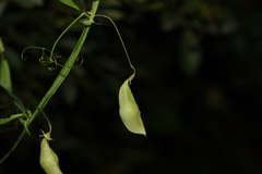 Lathyrus saxatilis