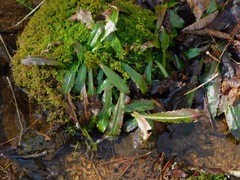 Micranthes micranthidifolia