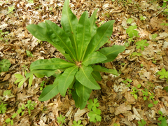 Frasera caroliniensis