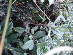 Brachyglottis revoluta