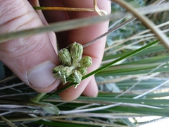 Brachyglottis revoluta