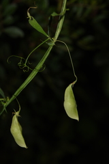 Lathyrus saxatilis