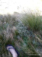 Brachyglottis revoluta