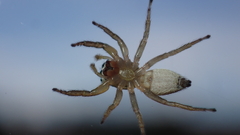 Icius hamatus