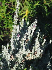 Lavandula stoechas