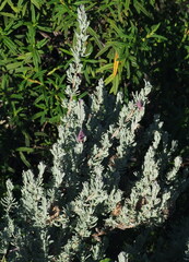 Lavandula stoechas