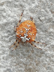 Araneus pallidus