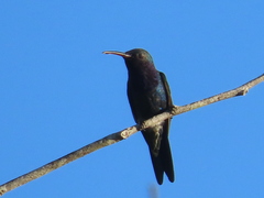 Chrysuronia coeruleogularis