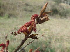 Populus nigra