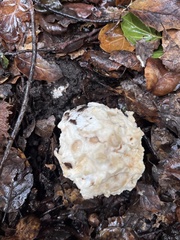 Amanita magniverrucata