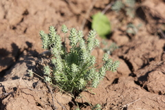 Ceratocephala testiculata