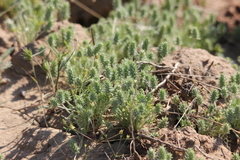 Ceratocephala testiculata