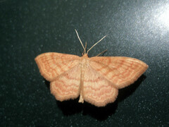 Idaea ochrata
