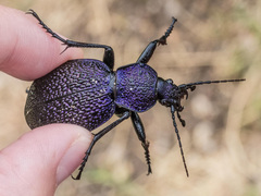 Carabus scabrosus