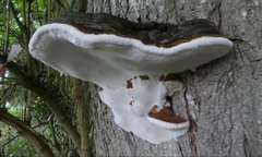 Ganoderma adspersum