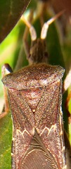 Leptoglossus brevirostris