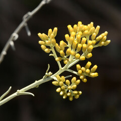 Helichrysum italicum