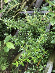 Coprosma ×cunninghamii