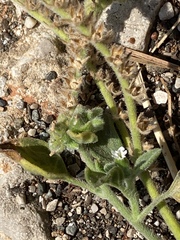 Heliotropium hirsutissimum