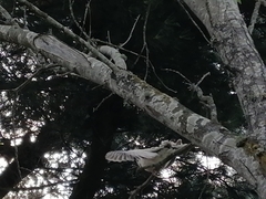 Streptopelia roseogrisea
