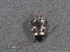 Periplaneta fuliginosa