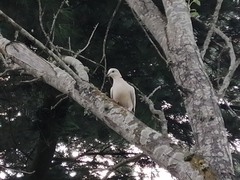Streptopelia roseogrisea