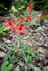 Silene virginica