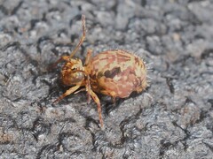 Ptenothrix renateae