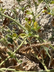 Heliotropium hirsutissimum