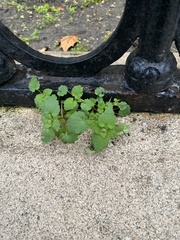 Lamium