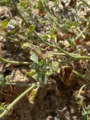 Heliotropium hirsutissimum