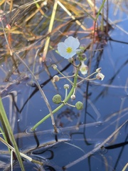 Sagittaria graminea
