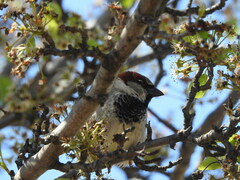 Passer domesticus