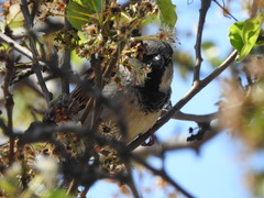 Passer domesticus