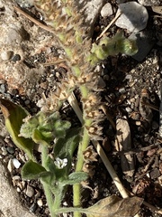 Heliotropium hirsutissimum