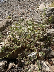 Heliotropium hirsutissimum