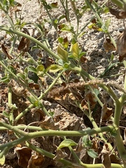 Heliotropium hirsutissimum