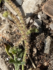 Heliotropium hirsutissimum