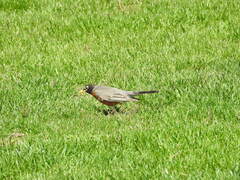 Turdus migratorius