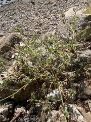 Heliotropium hirsutissimum