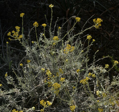 Helichrysum italicum