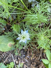 Nigella damascena
