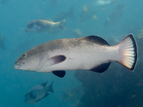 Plectropomus areolatus (Rüppell, 1830)
