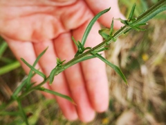 Achillea ptarmica