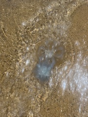 Catostylus mosaicus