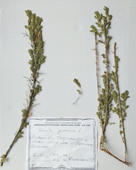 Genista germanica