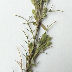 Genista germanica