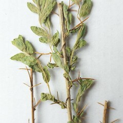 Genista germanica