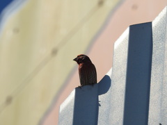 Haemorhous mexicanus