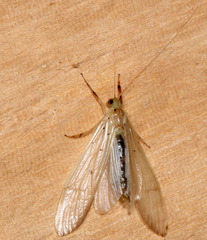 Synoestropsis punctipennis